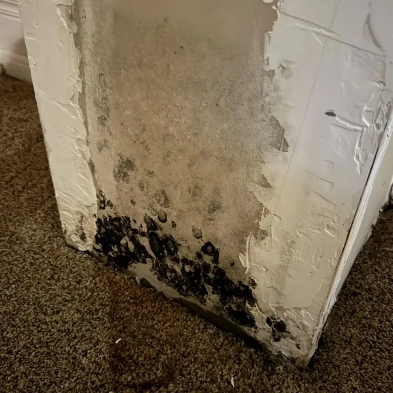 Professional Mold Removal in Eldorado at Santa Fe, NM